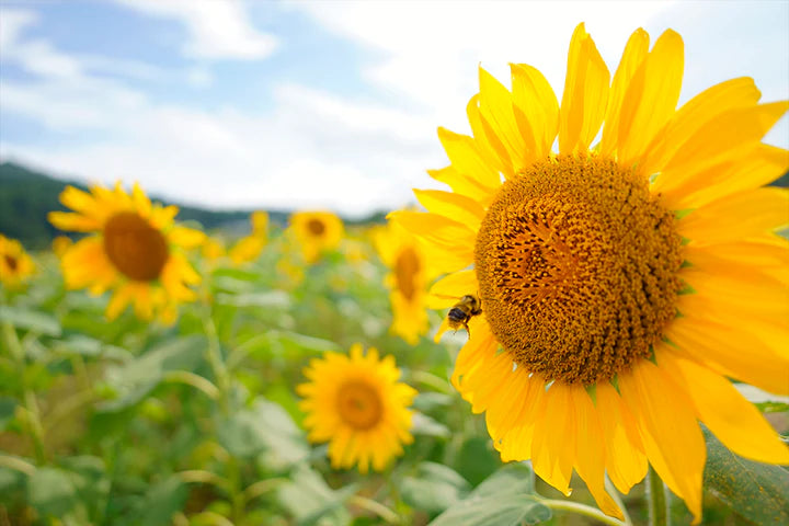 Lente Tamron E Mount 20mm F/2.8 Di III OSD M1:2 - Modelo F050