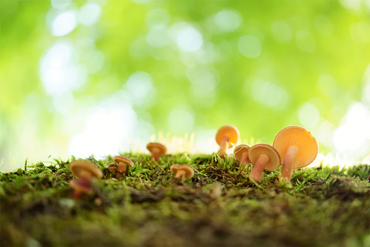 Lente Tamron 35mm F/2.8 Di III OSD M1:2 - Modelo F053